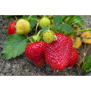  Jahoda (Fragaria x ananassa) ´HONEOYE´ jarná - frigo sadenica (10 ks)